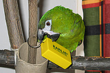 Výcvik s  klikrem pro papoušky